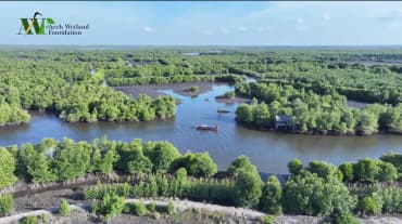 Mangrovenwald von oben