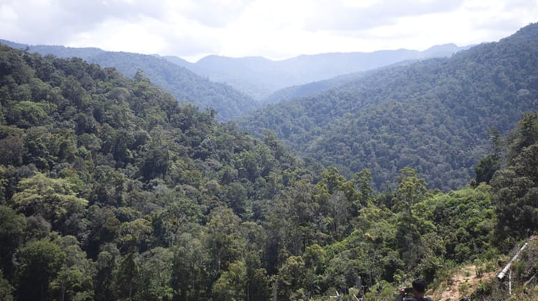 NEIN zum Goldbergwerk im Leuser-Ökosystem, dem wichtigsten Rückzugsort der Sumatra-Tiger! Blick von der Höhe über Regenwald